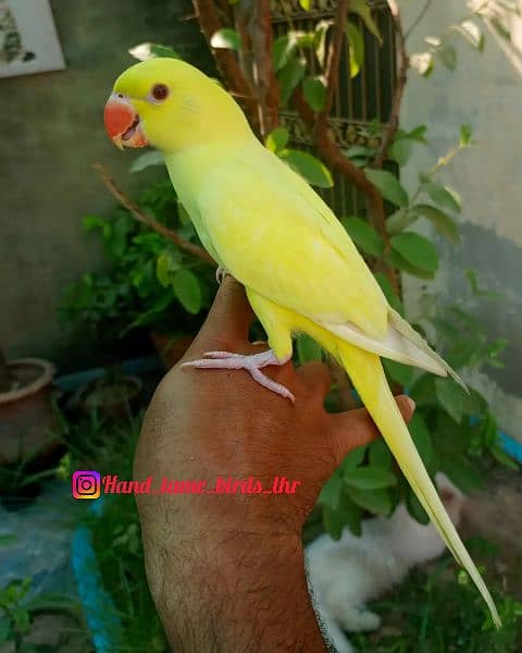 Hand tame monk parakeet | sun conure | cocktail bird 4