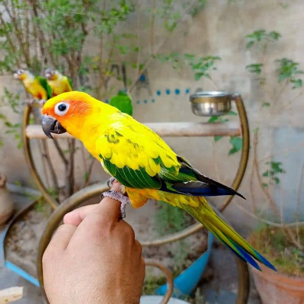 Hand tame monk parakeet | sun conure | cocktail bird 5