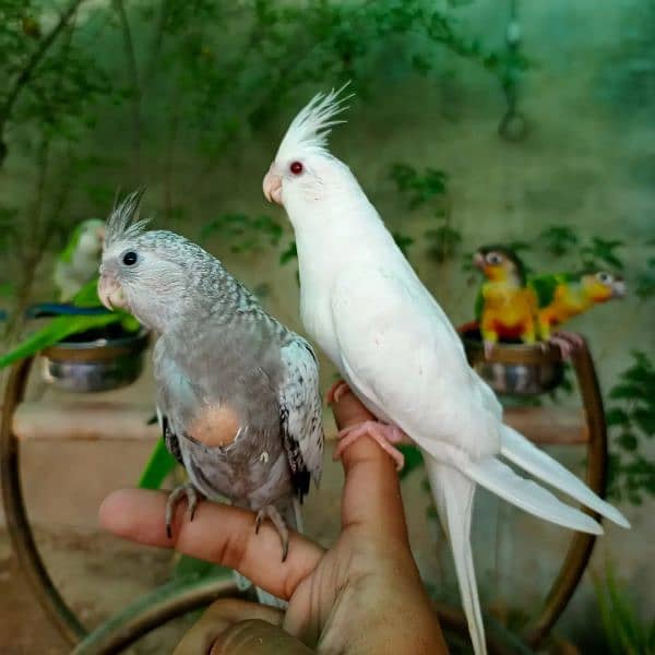 Hand tame monk parakeet | sun conure | cocktail bird 6