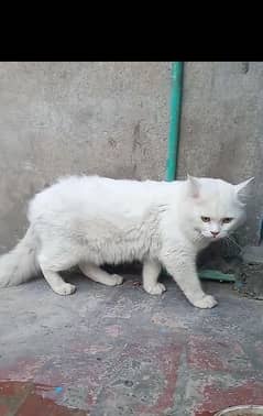11month male cat for sale