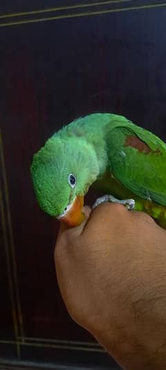 Kashmiri Raw Parrot [Alexander] / hand tame