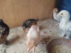 chicks 0