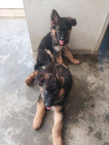 GSD long hair puppies 0