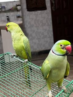 Ring neck parrot 100% Breeder