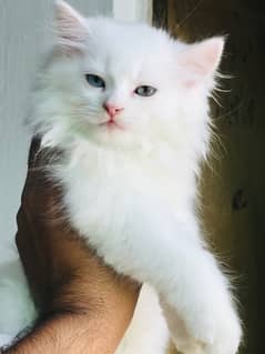 Persian Triple coated kitten Pair Available