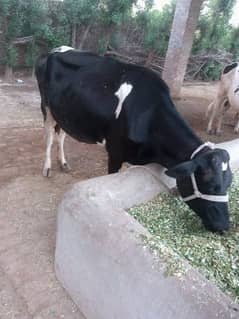 Australian cross breed cow