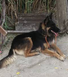 german Shepherd female for sale