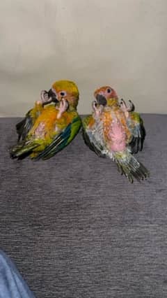 sun conure pair