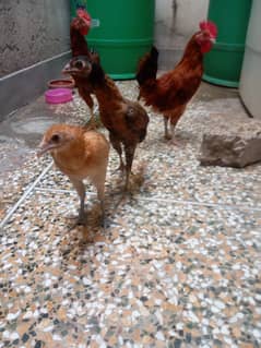 2 Pairs of Hen