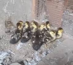 mascovy duck chick ۔desi duck chick ۔Shamo chicks Avaliable