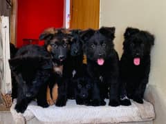 Black german shepherd puppies 0