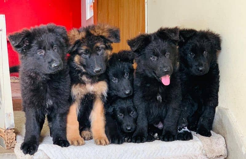 Black german shepherd puppies 3