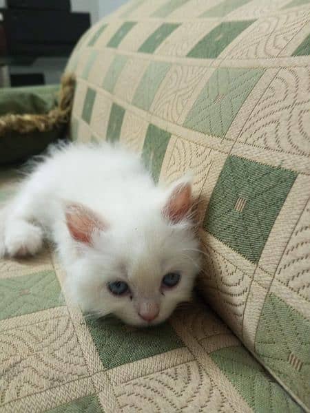 Persian kittens 0