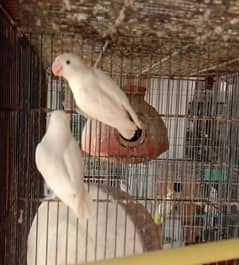 albino red eye split pair for sale