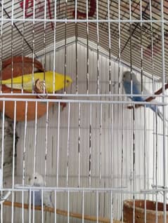 budgies parrots and zebra finch for sale