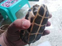 Beautiful tortoise/turtle