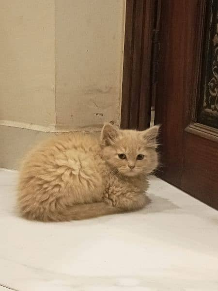 | persian | tripple coat | kitten | cat | Cute face | Double coat 1