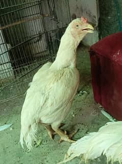 Heera kruk Paper white female koruk krok for sale murgha murghi