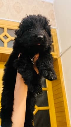 Black German shepherd pedigreed puppies for sale