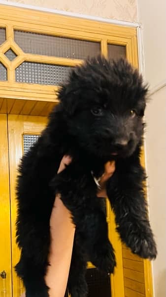 Black German shepherd puppies for sale 1