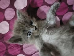 Persian kittens gry and fewn color