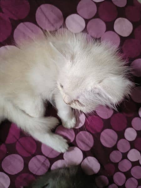 Persian kittens gry and fewn color 2