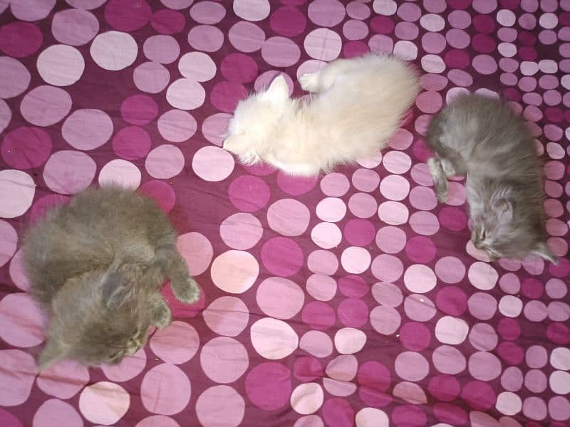 Persian kittens gry and fewn color 4
