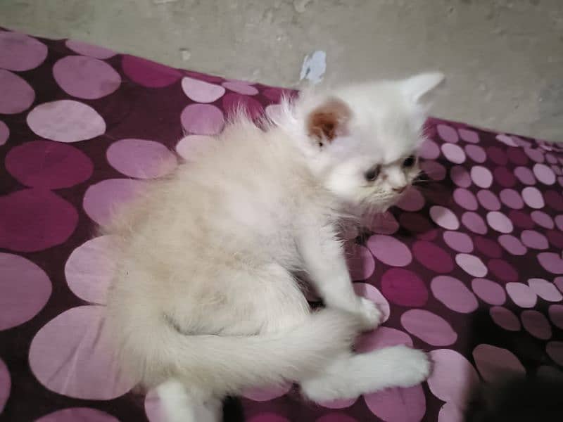 Persian kittens gry and fewn color 5