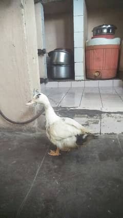 ducks 4to 5 month chick for sell