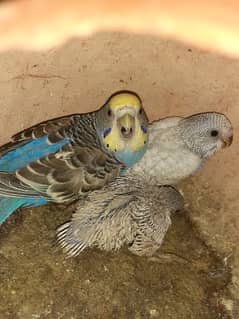 Budgies pair with chicks