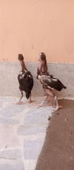 3 pure Aseel mianwali chicks