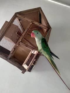 selling my Kashmiri raw parrot Age 4 month