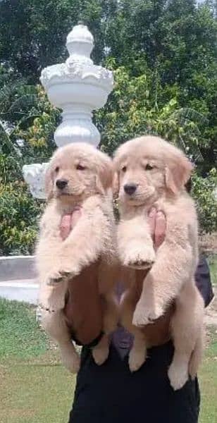 Golden retriever female puppies available for sale 0