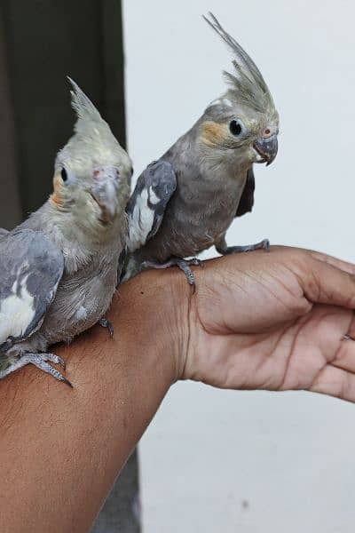 Hand team birds 3