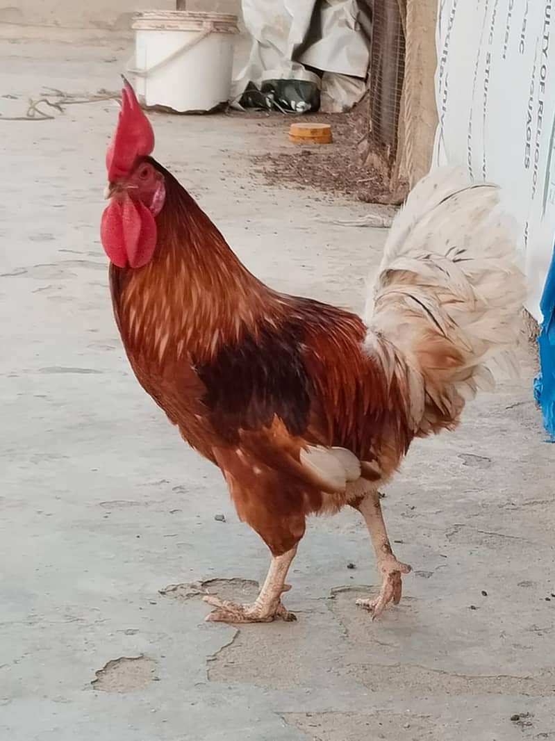 Misri Hen, COCO Heavy Buff Males 1