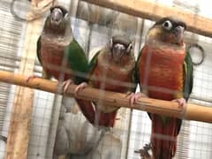 yellow saded conure pair very good red factors