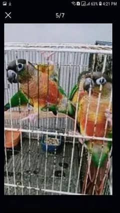 yellow saded conure 4 pair very good red factors