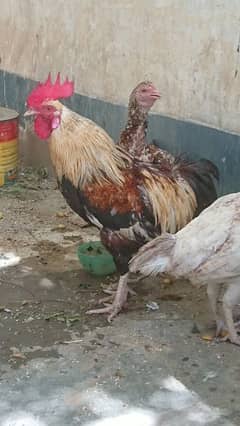 Sindhi Murghi Hen Cock Desi Murgha For Sale Price In Karachi Olx