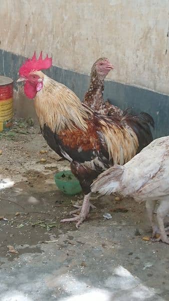 Sindhi Murghi Hens Cock Desi Murgha For Sale Price In Karachi Olx 0