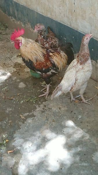 Sindhi Murghi Hens Cock Desi Murgha For Sale Price In Karachi Olx 1