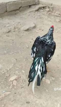 Aseel murga male for sale hight quality