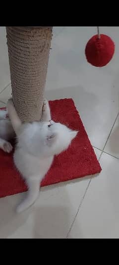 White Persian kittens/Triple coated/Extreme Punch Face