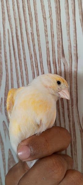 canary 1