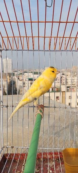 canary 2