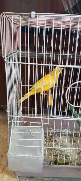 canary 4