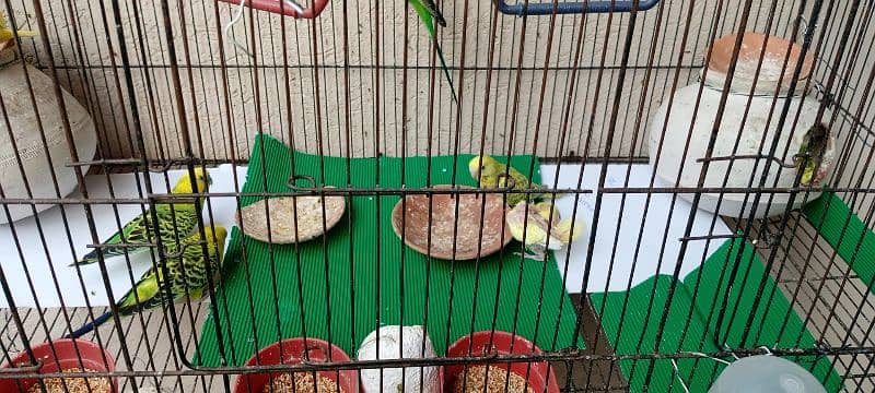 Budgies for sale 0