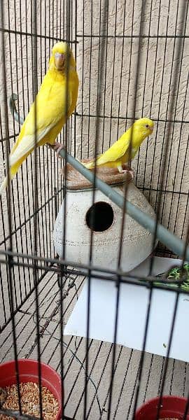 Budgies for sale 1