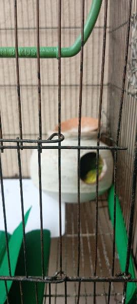 Budgies for sale 2