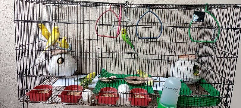 Budgies for sale 3