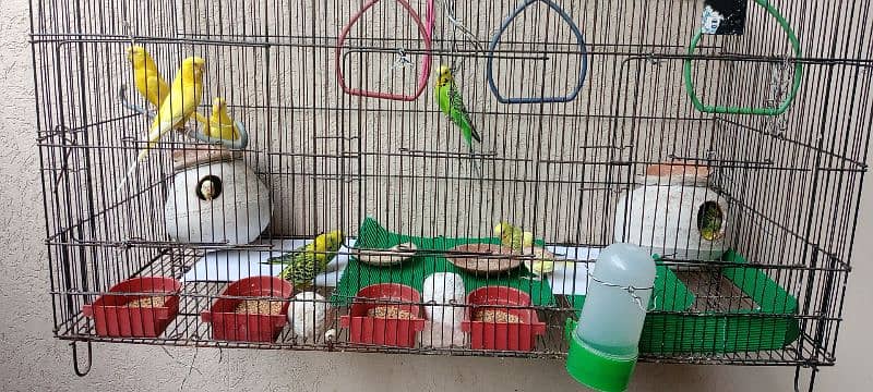 Budgies for sale 4